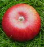 lord burleigh; leicestershire apple
